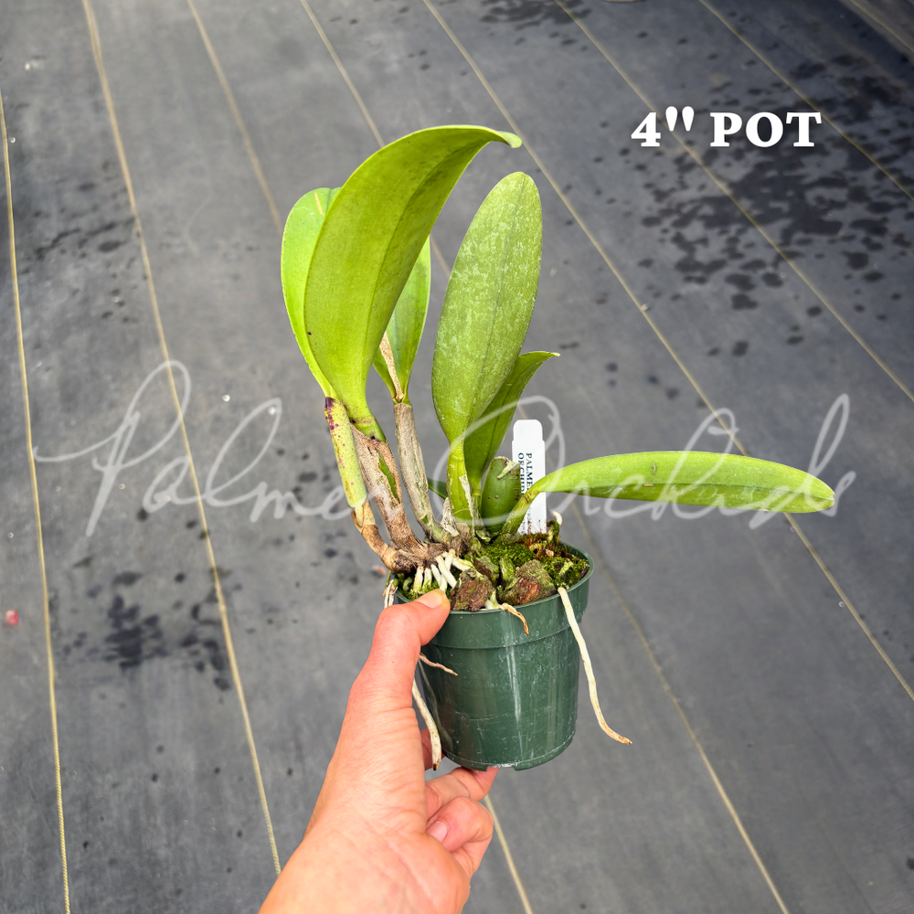 Rlc. Chief Gila — Palmer Orchids